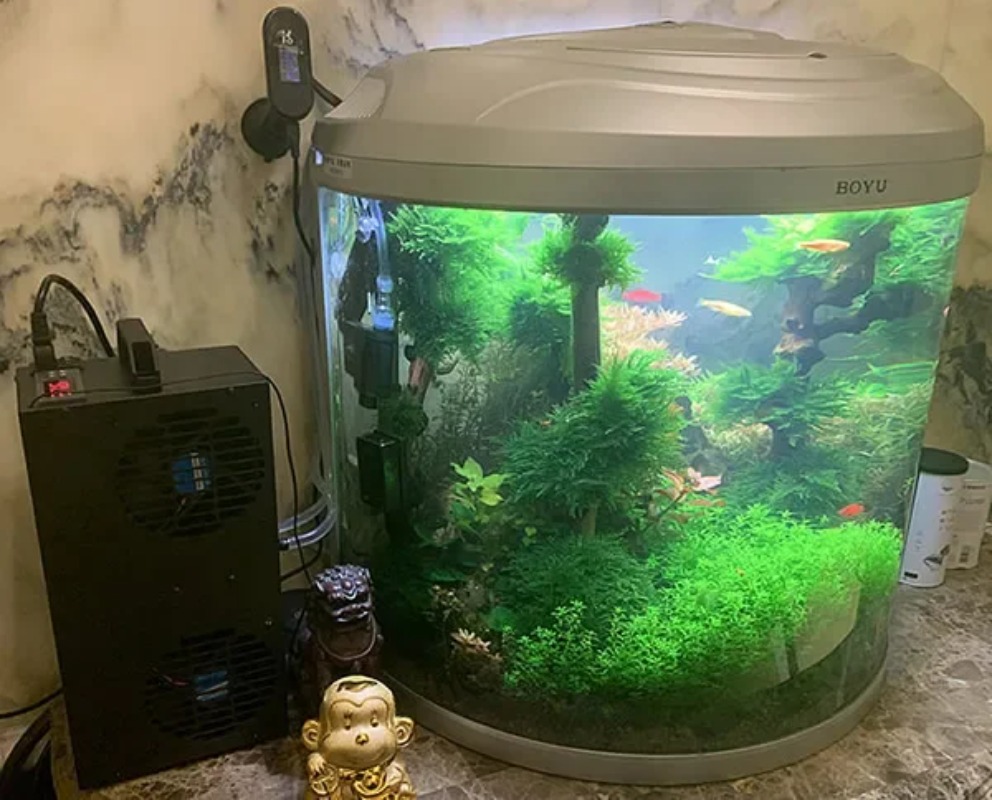 Aquarium Fish Small - Refrigerador Semiconductor ajustable de temperatura constante,