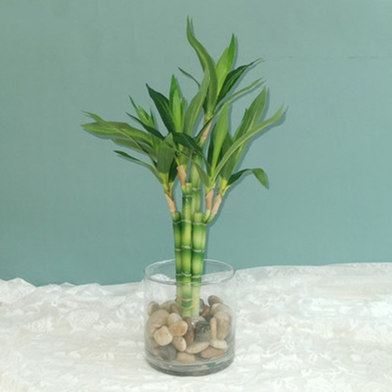 Aquarium Fish Pot - Nuevo 40cm rFtificial Lucky Bamboo suculenta
