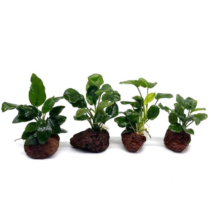 Decoración de acuario volcánic - Aquarium Fish Pot reseña y precio