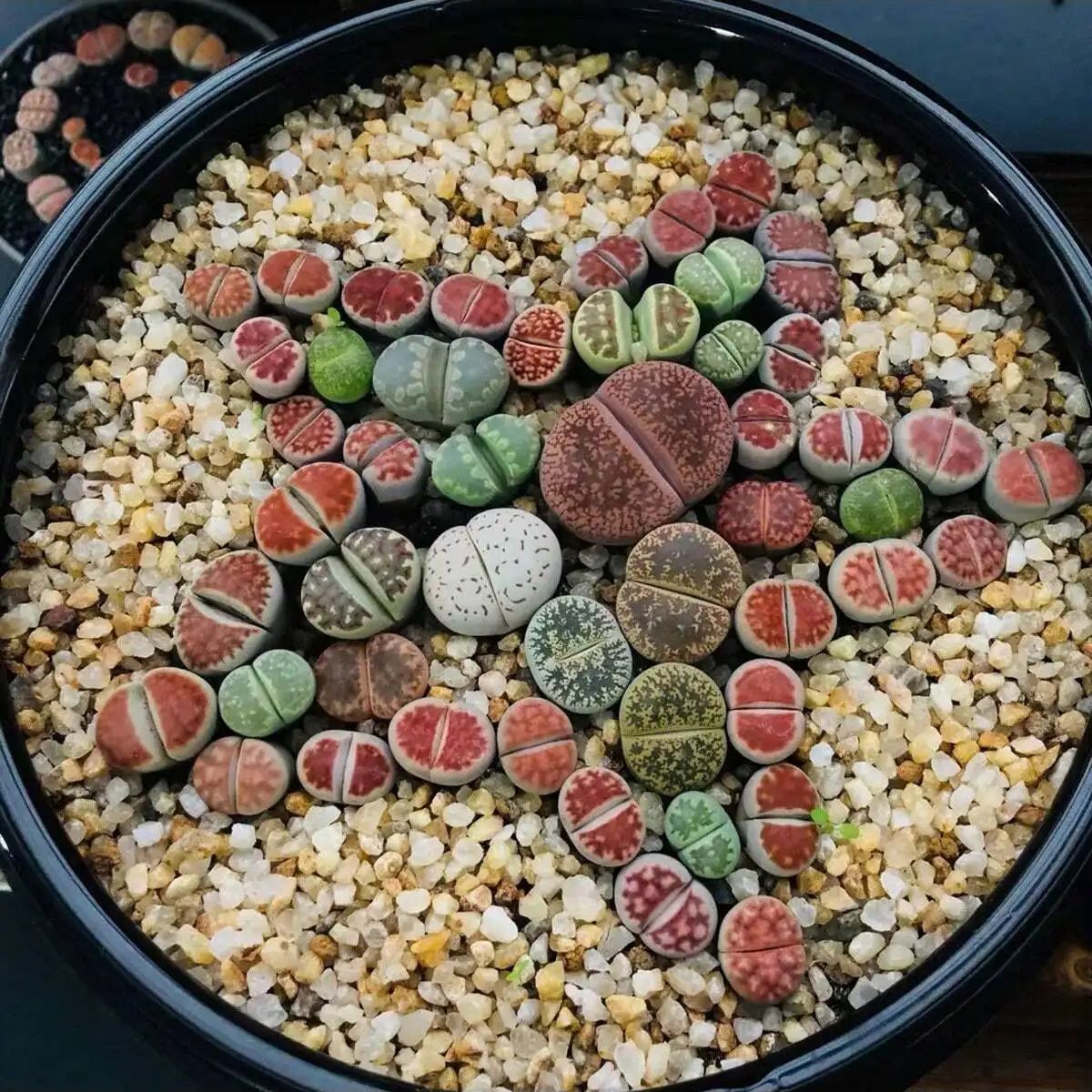 1 unidad-250g de cristales nat - Aquarium Fish Pot reseña y precio