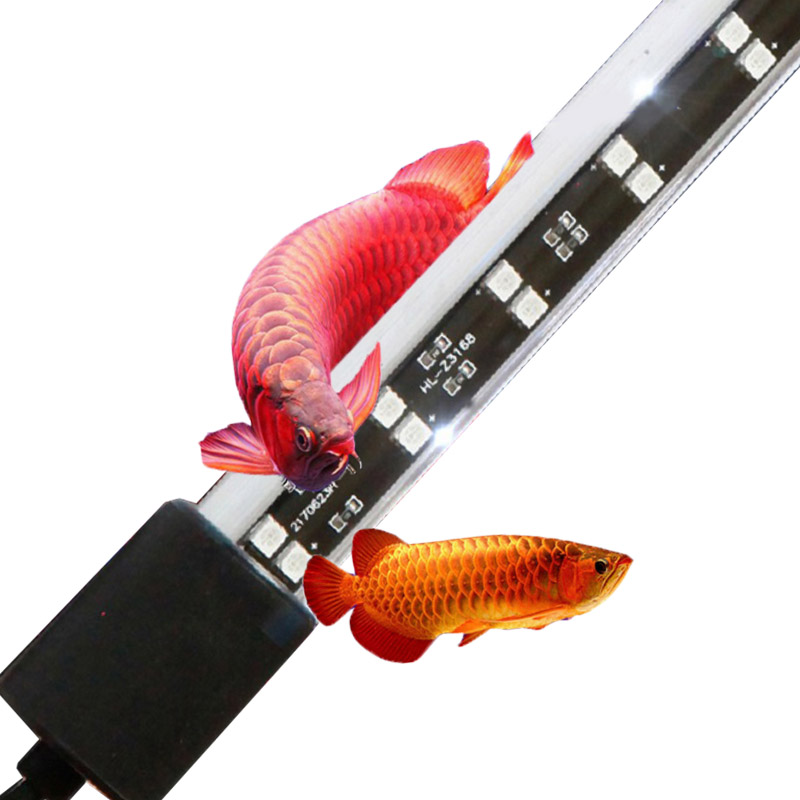 Lámpara para Acuario de Arowan - Aquarium Fish Keeping reseña y precio