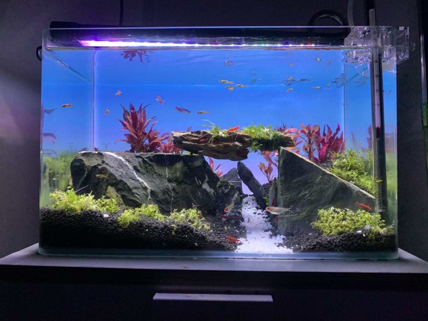 Luz de Acuario con Cambio de C - Aquarium Fish Background reseña y precio