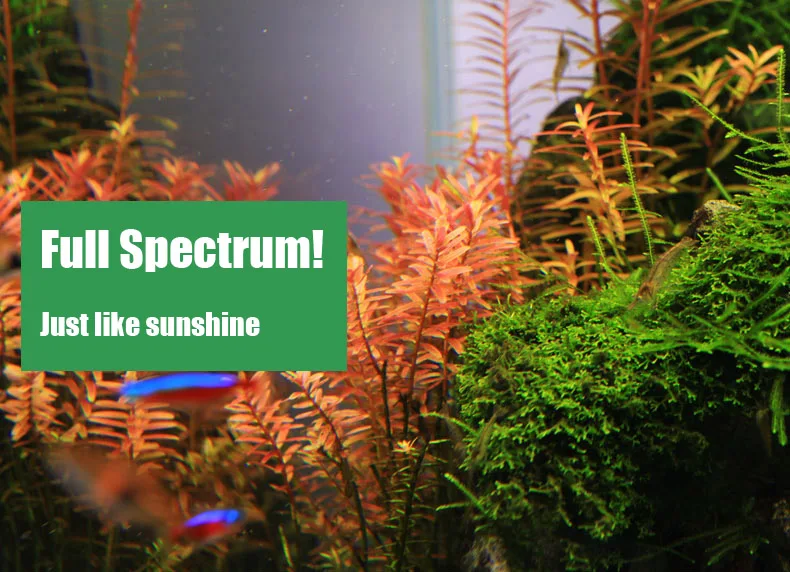 Chihiros Serie C Planta estilo - Aquarium Fish Background reseña y precio