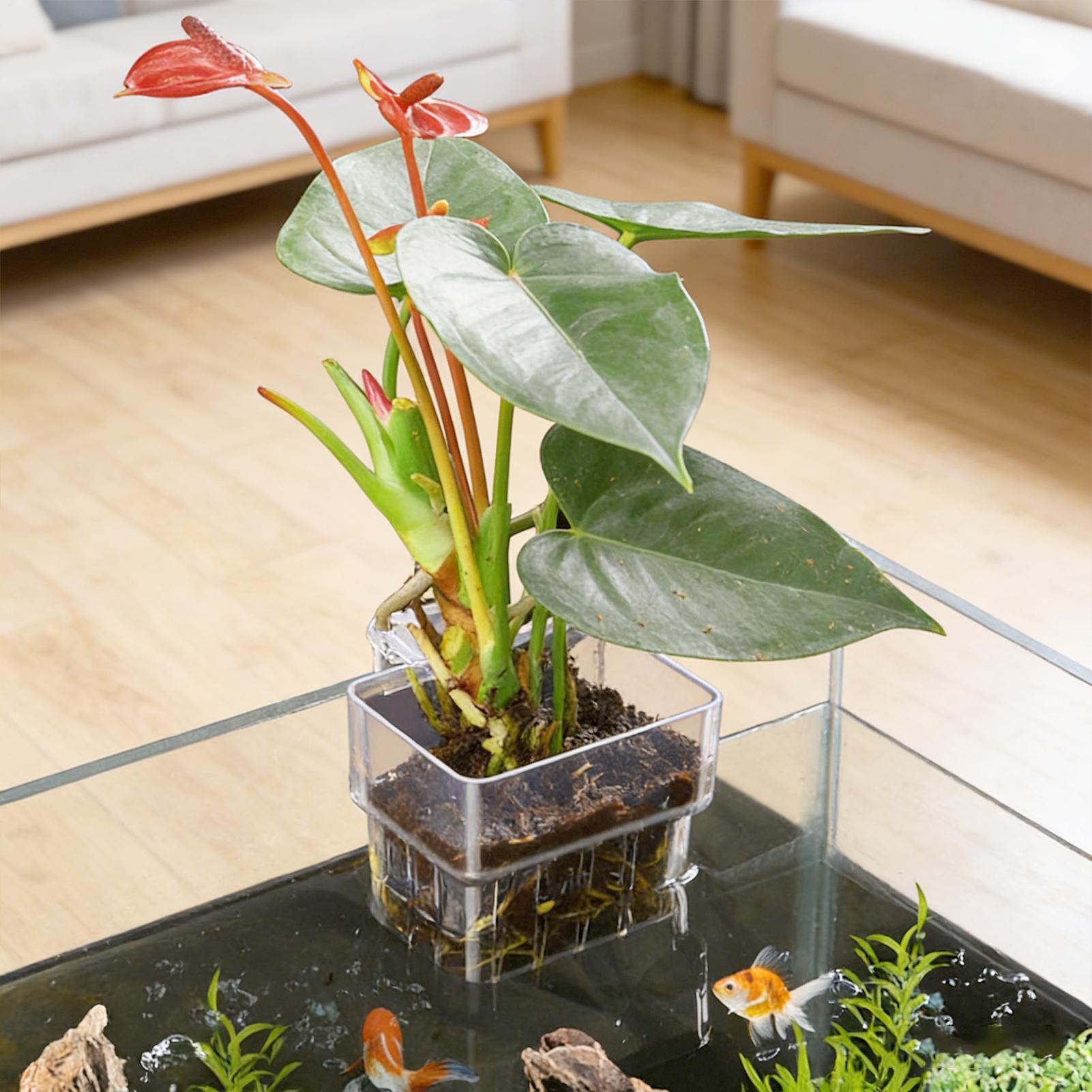 Maceta Transparente Colgante p - Aquarium Fish Pot reseña y precio