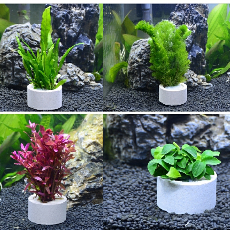 Anillo de cerámica para decora - Aquarium Fish Pot reseña y precio