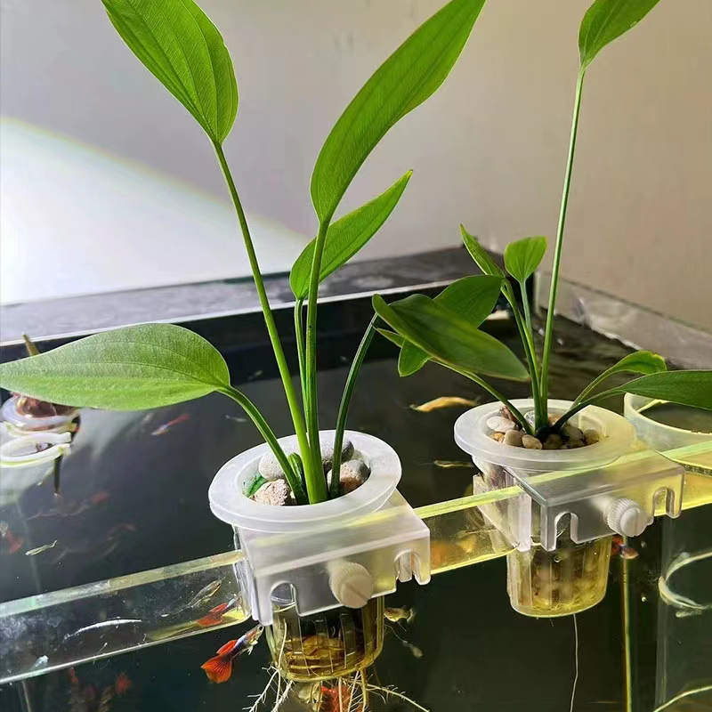 Cesta de plantación de acuario - Aquarium Fish Pot reseña y precio